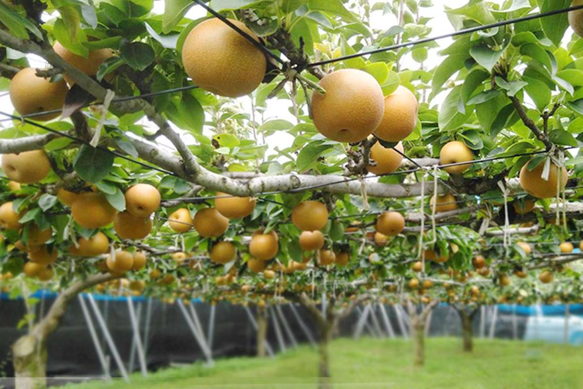 千葉県の梨の通販・郵送・お取り寄せ【10品種以上】 | エコチョク