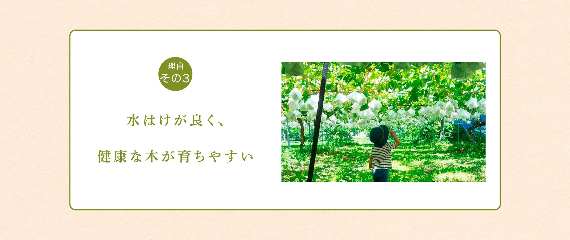 長野県須坂市のシャインマスカットが美味しい理由その3：水はけが良く、健康な木が育ちやすい