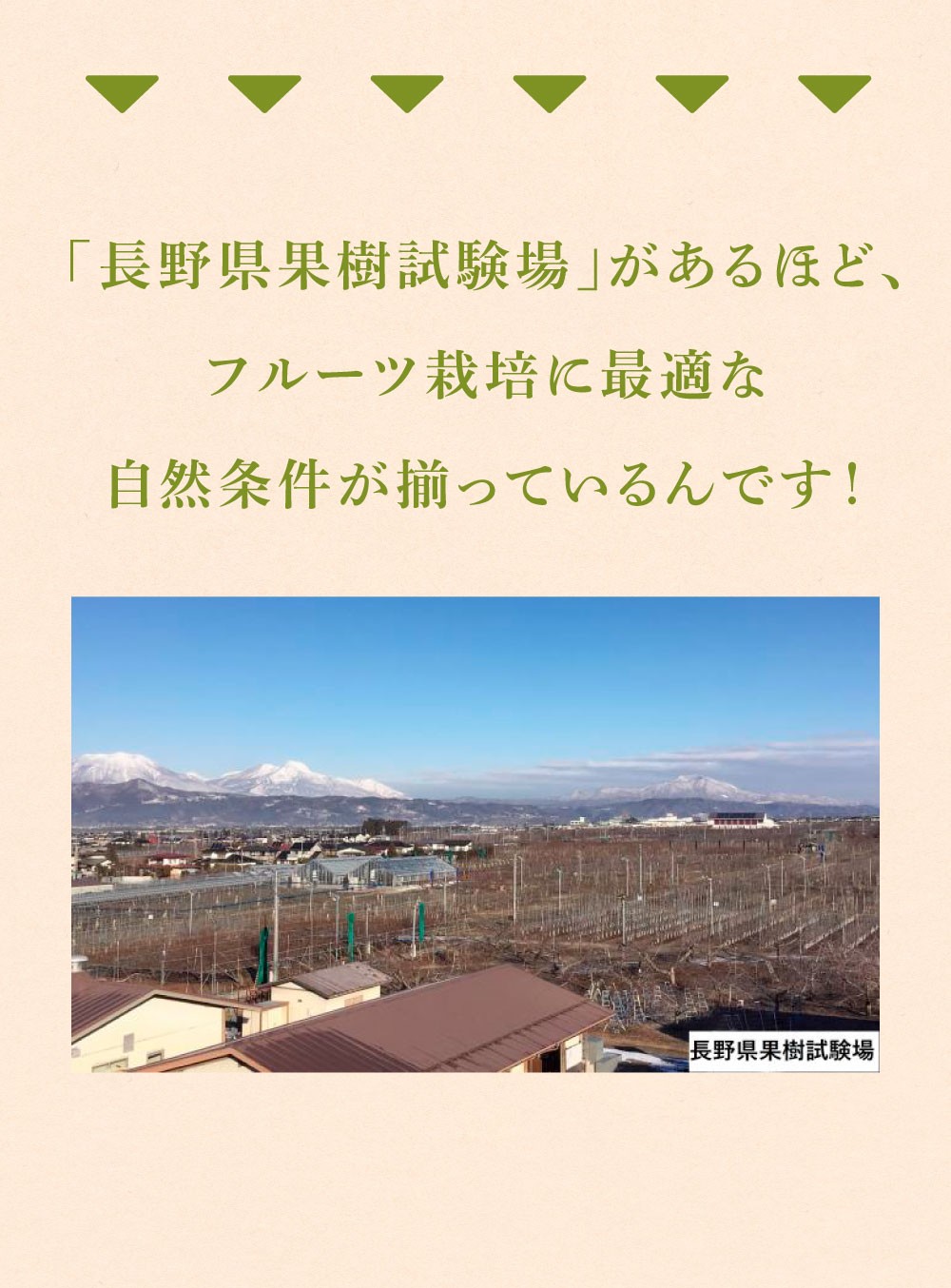 長野県果樹試験場があるほどシャインマスカット作りに最適な自然条件が揃っている