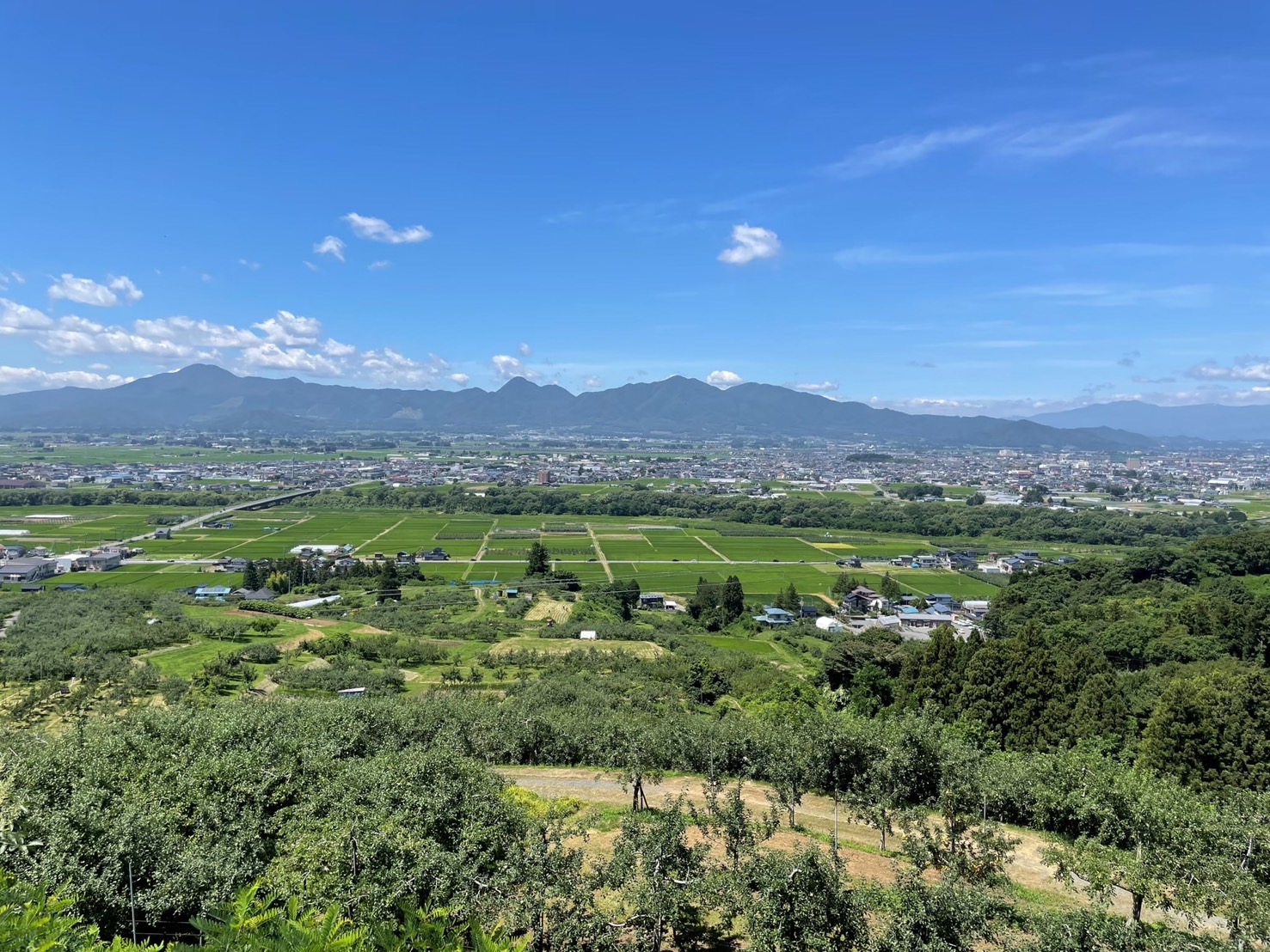 自然豊かな土地で育ったブルーベリーを農園直送通販で
