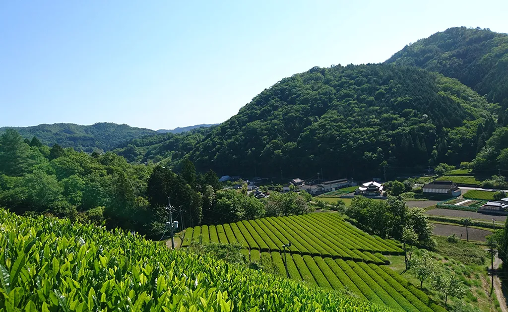 高級茶葉の通販