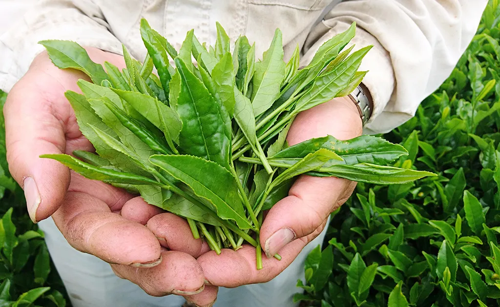 高級茶葉は贈り物にもおすすめです