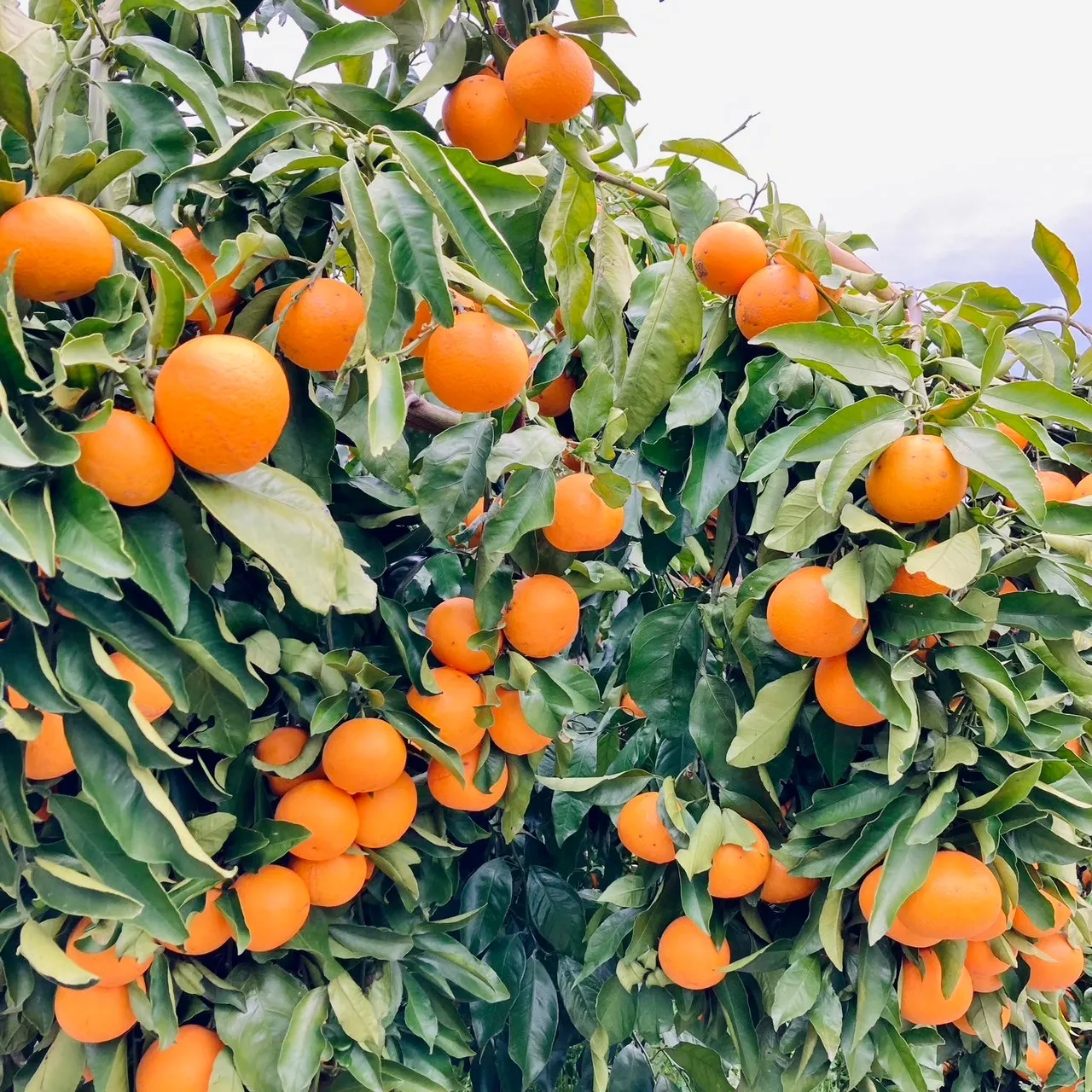 こだわり抜かれた美味しいポンカンを産地直通販でお取り寄せ