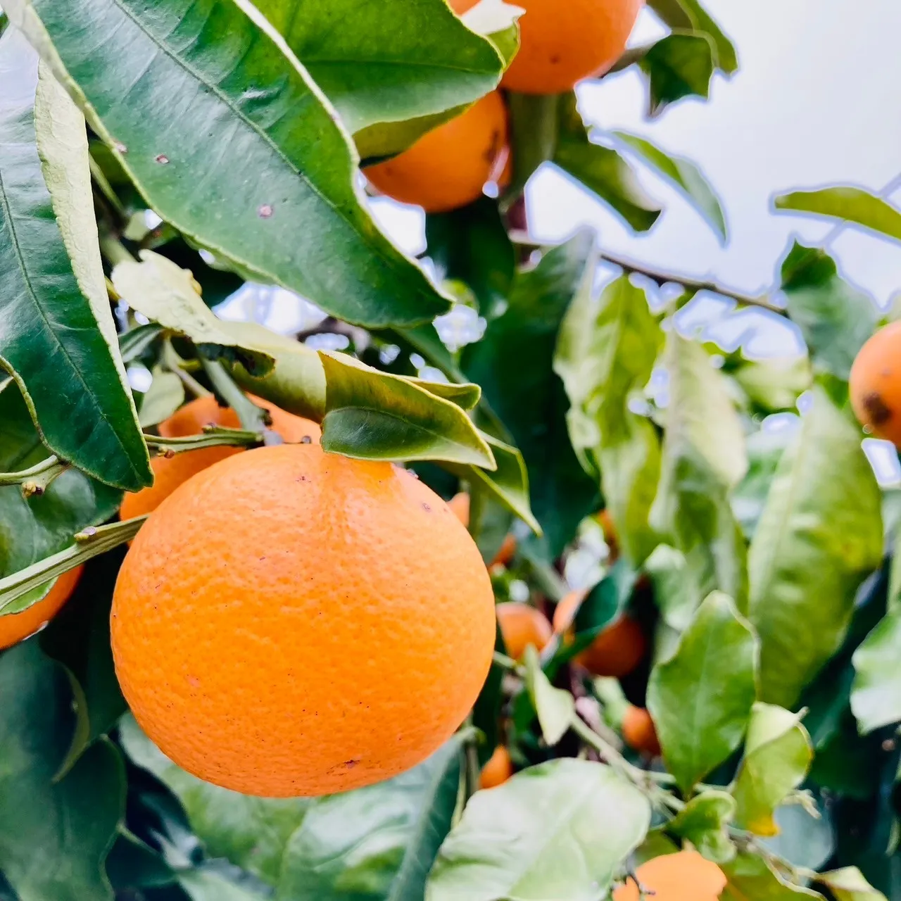 【柑橘の名産地】和歌山県有田川町産のポンカンを産地直送通販で