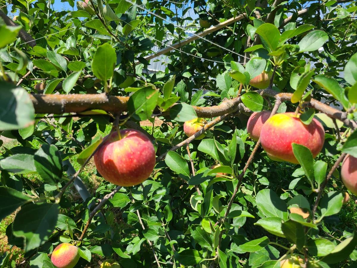 【長野県須坂市産】夏に楽しめるリンゴ「シナノリップ」を農家直送通販でお取り寄せ